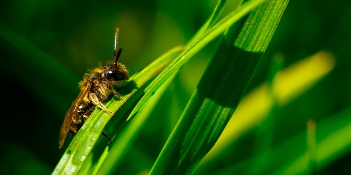 Capim limao beneficios atrai abelhas